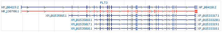 FLT3 gene Genomic sequence