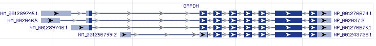 GAPDH gene Genomic sequence