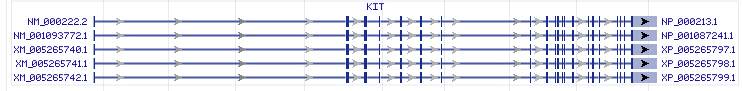 KIT gene Genomic sequence