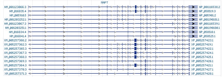 MAPT gene Genomic sequence
