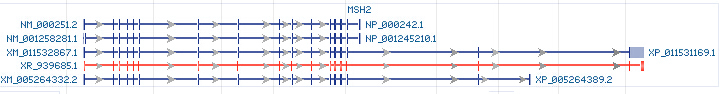 MSH2 gene Genomic sequence