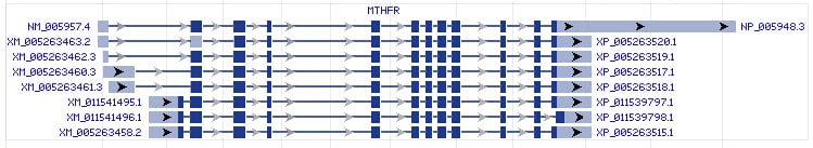 MTHFR gene Genomic sequence