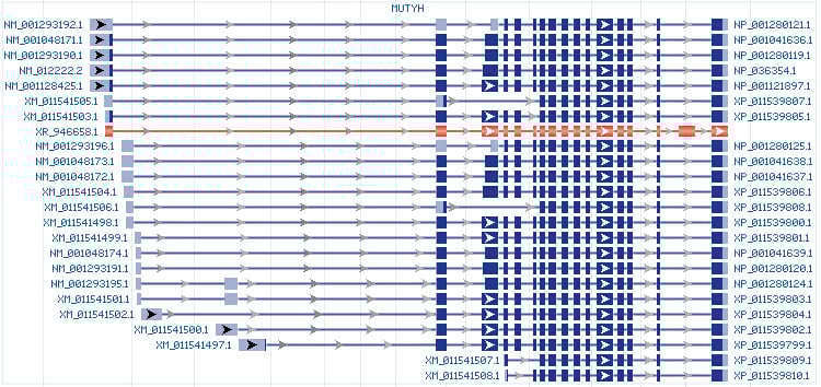 MUTYH gene Genomic sequence