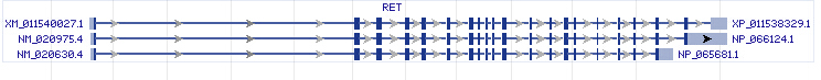 RET gene Genomic sequence