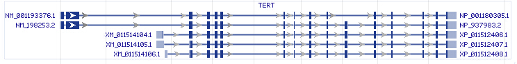 TERT gene Genomic sequence TERT gene Genomic sequence