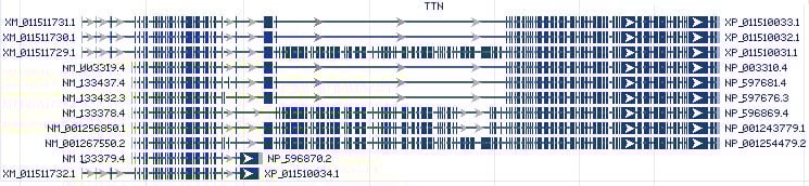 TTN gene Genomic sequence