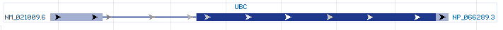 UBC gene Genomic sequence