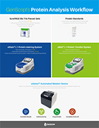 Protein Analysis Workflow