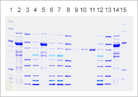 Stained Pierce Protein Gel for SDS-PAGE, gradient gel example.