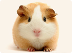 guinea pig enzyme; animal research for drug development