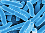 E. coli expression without chemical inducer, SoxRS, dissolved oxygen