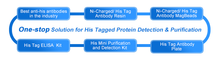 His tagged protein detection & purification His tagged protein detection & purification