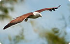 Avian genome, bird gene