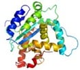 protein folding, chaperone protein