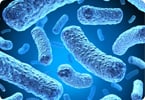 Gut microbes influence neutrophil aging and exacerbate sickle cell disease and septic shock