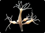 Hydra polyps reprogram epithelial cells to aid regeneration