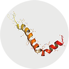 Hydrophobic Peptides