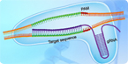 CRISPR genome editing