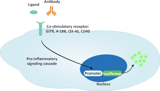 Co-stimulatory Immune Checkpoint Bioassay