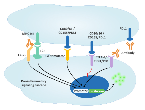Inhibitory Immune Checkpoint Bioassay