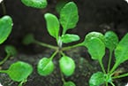 Plant electric fields, Plant voltage sensor, TPC1, Ebola virus, host cell entry