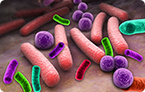 gut microbes and malnutrition, Lactobacillus plantarum