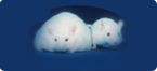 obese mouse, obesity research model
