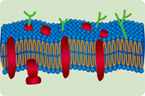 membrane-bound protein, ion channel, osmotic channel