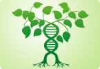 plant genetics, plant genome editing