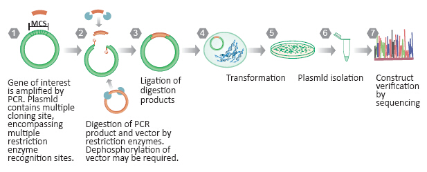 Molecular Cloning Strategies | Traditional Cloning | TA Cloning