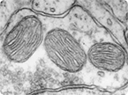 mitochondria, mtDNA mutation, heteroplasmy