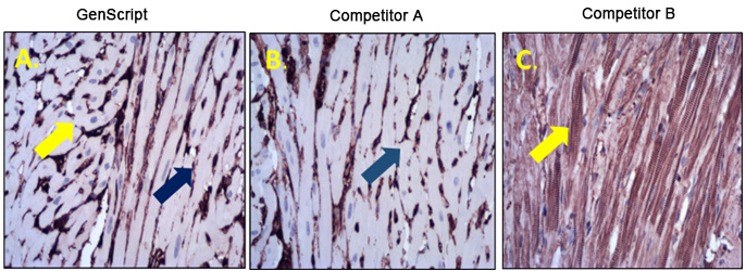 Comparison of GenScript Rabbit Anti-Beta Actin mAb with Competitors in monkey cardiac muscle