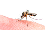 Mosquito bite, mosquito, mosquitoes, inflammation, arbovirus, myeloid cells