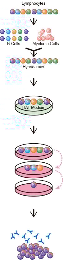 monoclonal antibody production