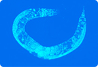 BK potassium channel, SLO-1, mutation that prevents from getting drunk