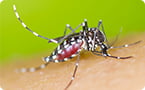 Zika virus