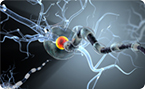stem cells, cell differentiation, Drosha, NFIB, oligodendrocytes, neurons, hippocampus