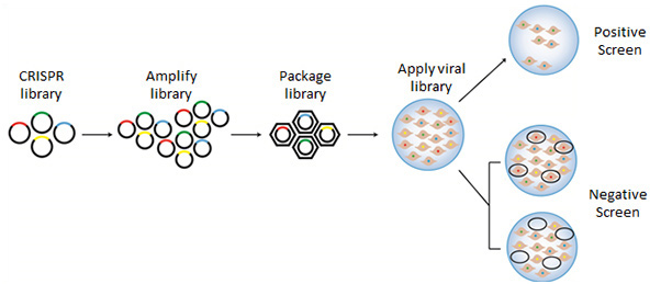 New CRISPR Library workflows to improve the efficacy your screening experiments