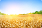 C4 photosynthesis, C3 photosynthesis, photosynthesis in wheat