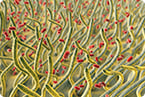 mcr1, klebsiella pneumonia, last resort antibiotics, colistin, antibiotic resistance