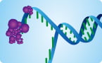 DNA topoisomerase