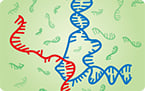 RNA binding DNA to regulate gene expression