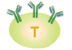 T cells, Cancer immune therapy, autoimmune