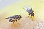 fruit fly fertility requires fatty acid elongase gene for sex pheromone biosynthesis