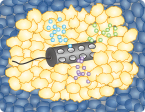 implantable device for in vivo drug testing, in vivo drug testing, HTP in vivo drug testing, targeted cancer therapy, personalized medicine