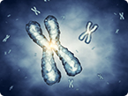 chromosome telomere cellular aging