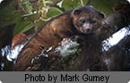 biodiversity, new species
