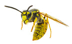 wasp venom
