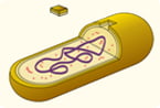 gram-negative bacteria, antibiotic, drug development