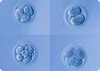 embryogenesis, lineage mapping